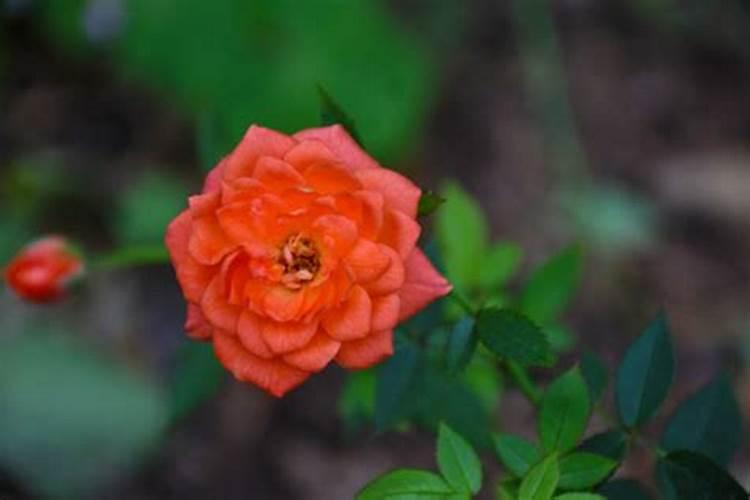 月季花冬季怎么施肥