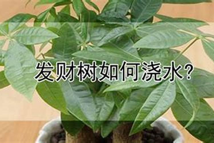 发财树多久施肥浇水 发财树的施肥浇水频率是多久？