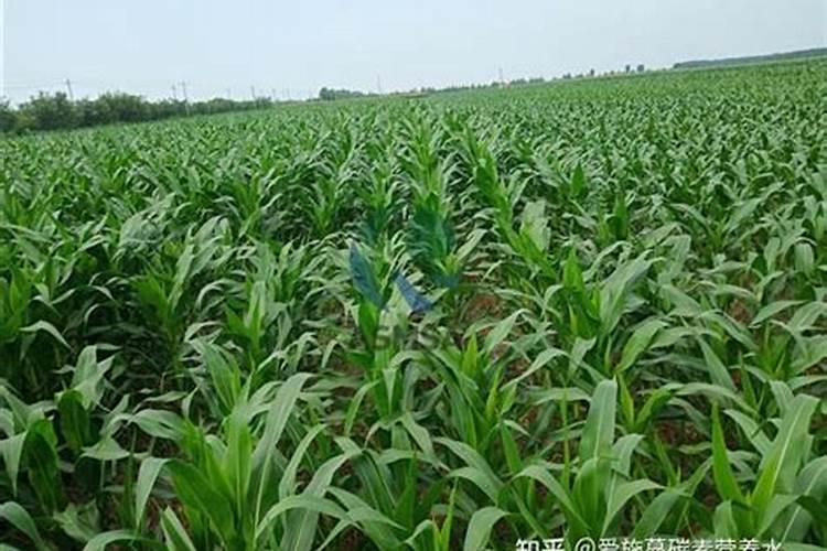 湖北鄂中生态股份有限公司生产的肥料种类