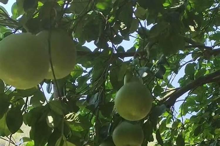 柚子种植怎样促花保果