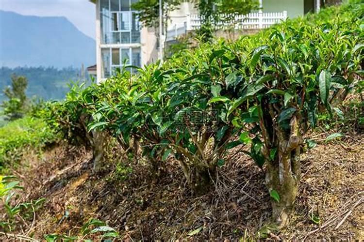 茶叶的用肥方法