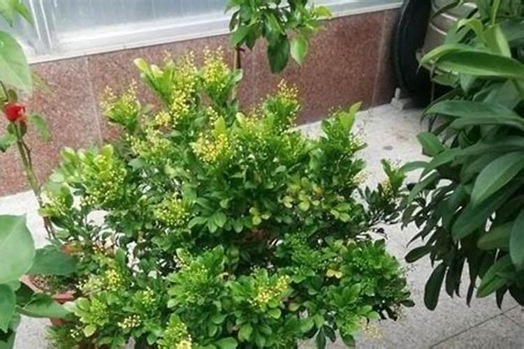 米兰花的养殖方法