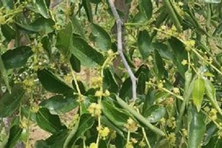 请问桂花树这是得了什么病？