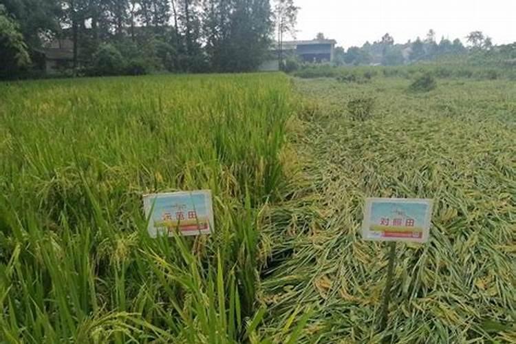 小麦抽穗期打什么药小麦抽穗期大约是什么时候
