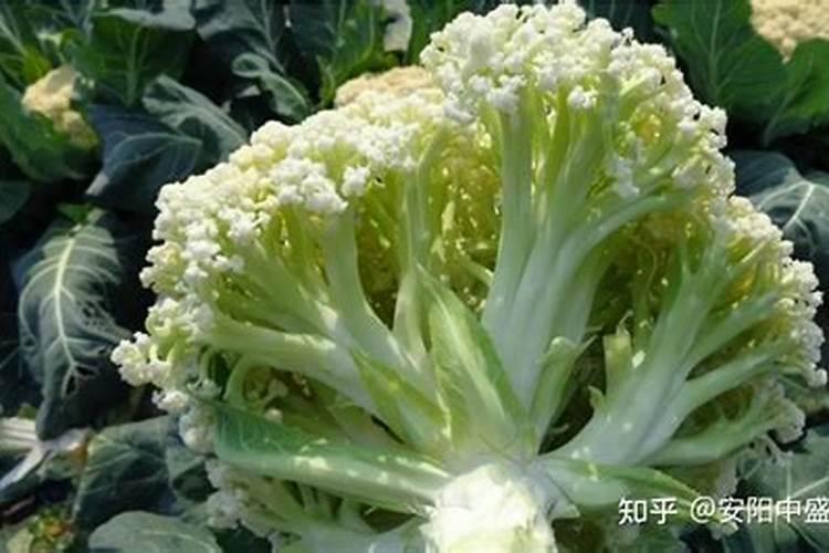 广元现在可以种花菜不？