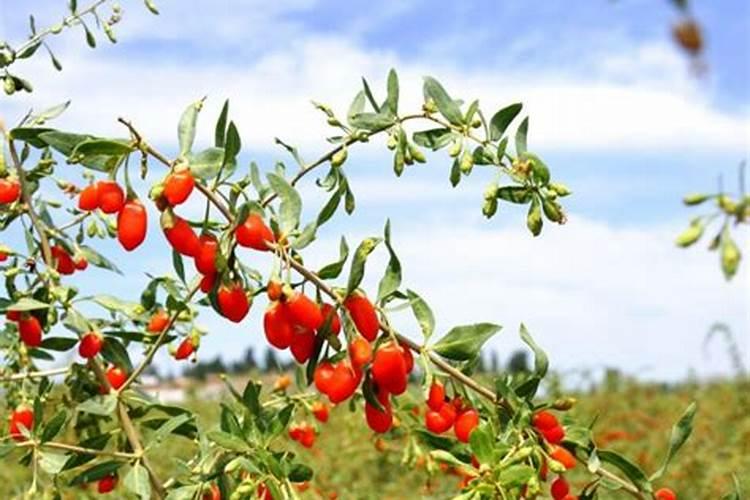 枸杞如何正确施肥