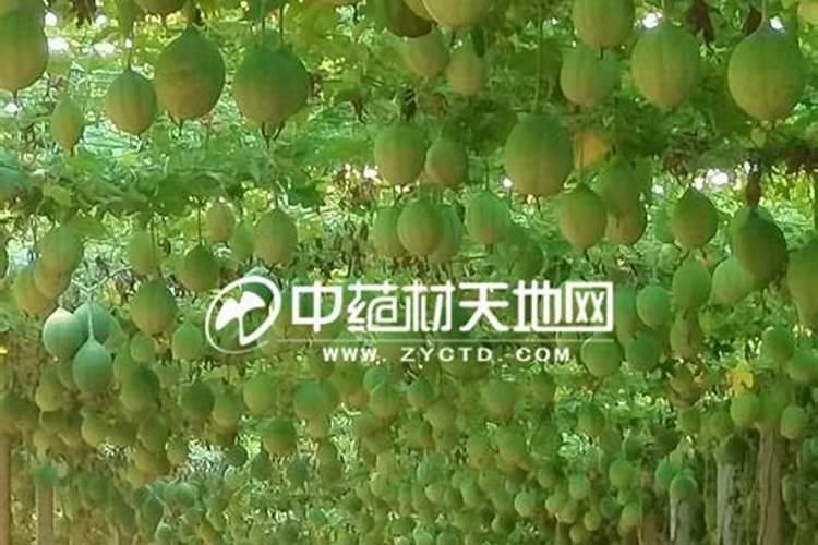 瓜蒌如何施肥