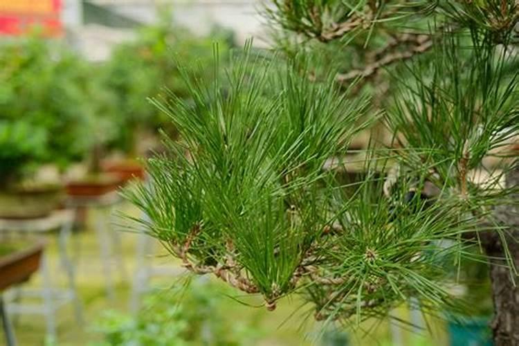 杜鹃花的养护方法及注意事项