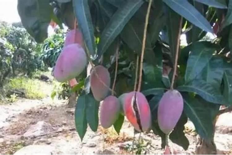 芒果树种植方法和时间