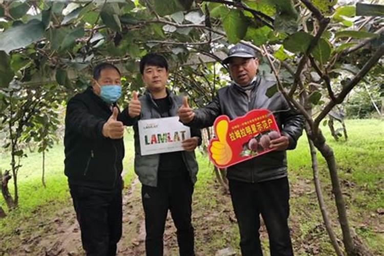 西瓜苗期用什么叶面肥