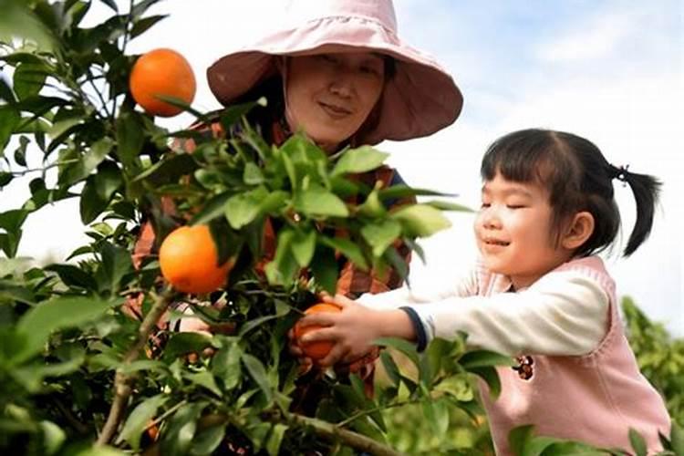橙子施肥时间和方法