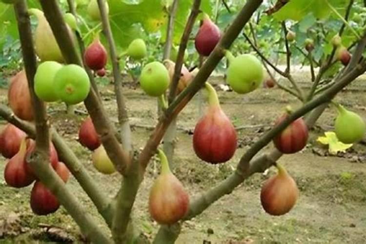 无花果用什么肥料最好