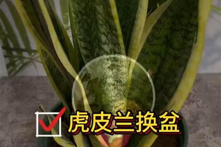 叶面肥复硝酚钠与尿素配比,叶面肥复硝酚钠有什么作用