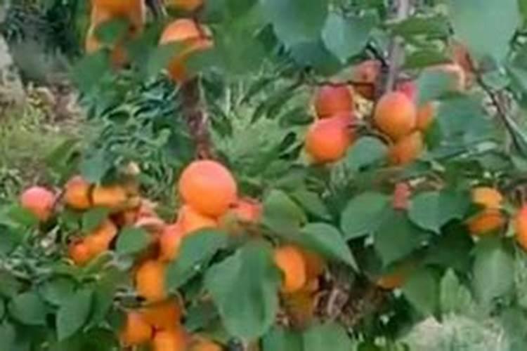 怎样给果实进行追肥,时间该如何选择呢？