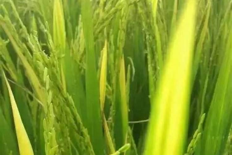 水稻肥了怎样退黄快？