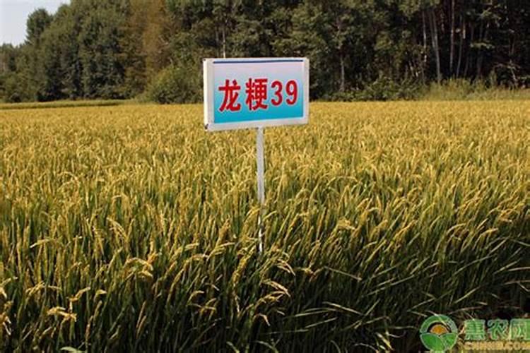 硝酸磷肥用于水稻拔穗吗