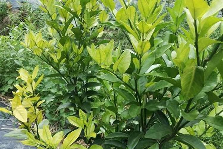 果树春季施什么肥好？施肥时还需要掌握哪些技巧？
