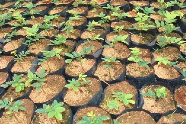 黄花梨木树怎么样种植,要多久可以成材。谢谢