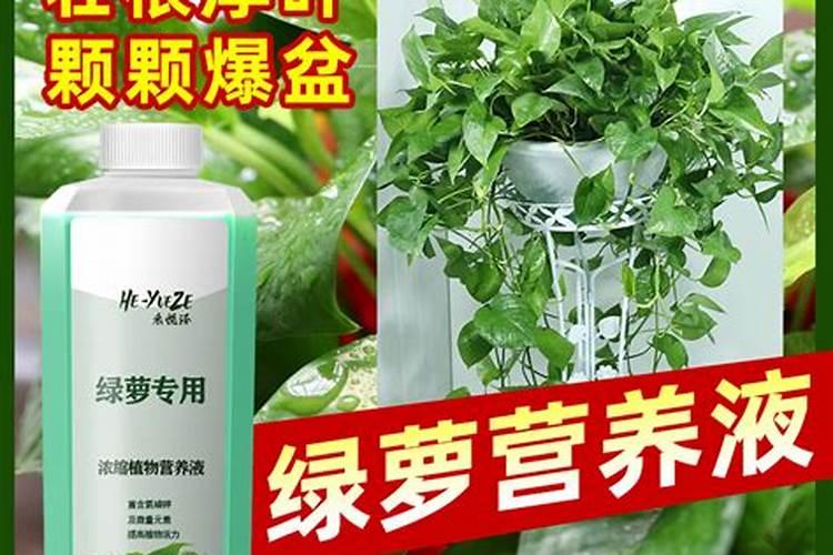 水培绿萝用什么肥料最好