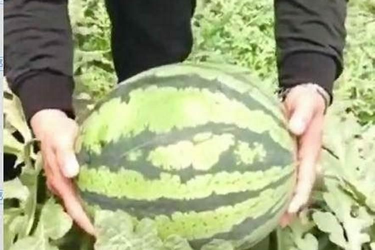 西瓜定植浇什么肥料水