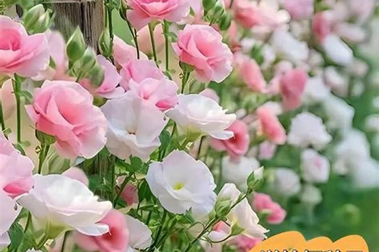 牡丹花什么时候施肥好