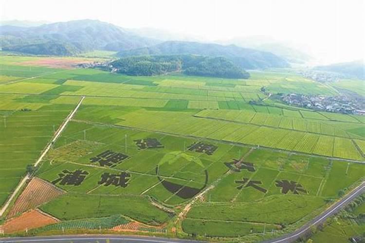 水稻追什么肥料好？水稻叶面肥用什么肥料好？水稻用肥就用“根小子...