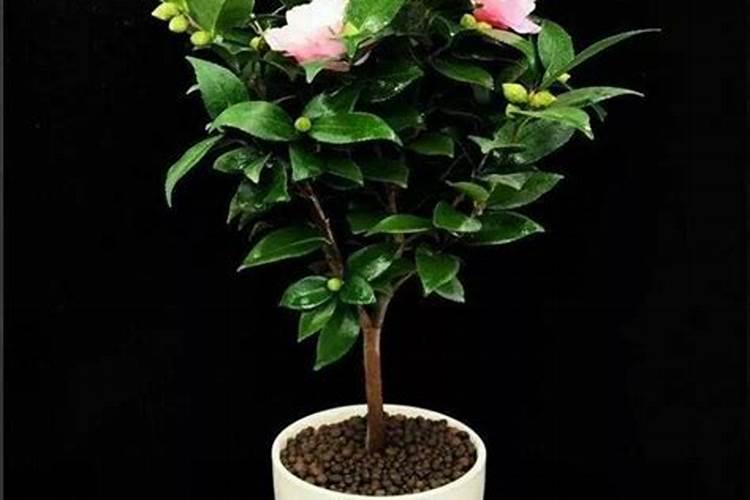 茶花施什么肥料最好