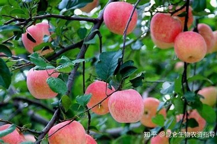 苹果施肥量最大是什么时期一？