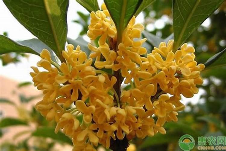 桂花树施什么肥合适