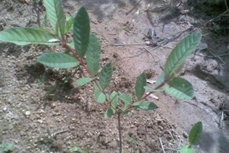 番石榴开花期间怎么保花保果