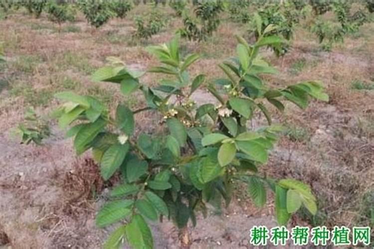 种番石榴施什么肥