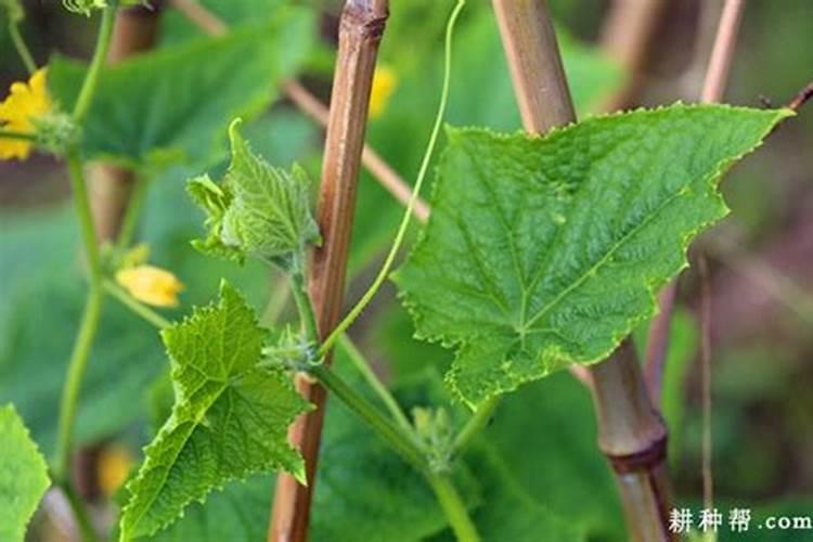 黄瓜喷什么叶面肥茎杆粗壮