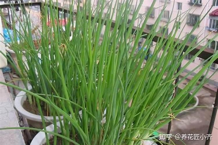 为什么进口香蕉都在上海