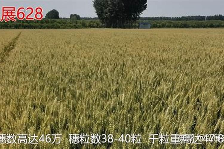 小麦初穗期可以施肥吗.？今年小麦种的晚,现在麦苗有点小,其它早的小麦...
