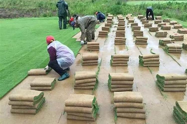 饲用、绿化、药用的白三叶种植介绍