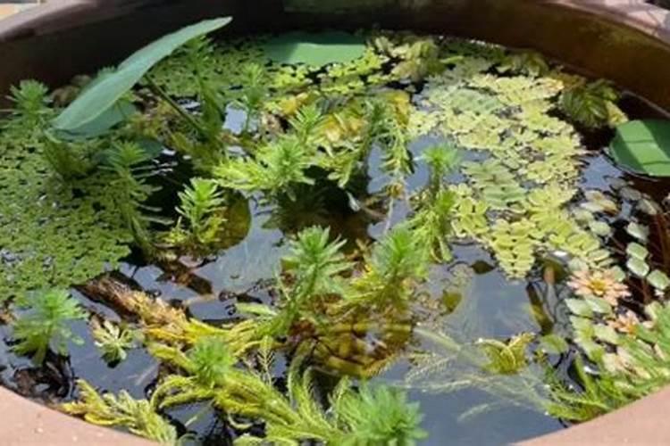 三叶草繁殖管理