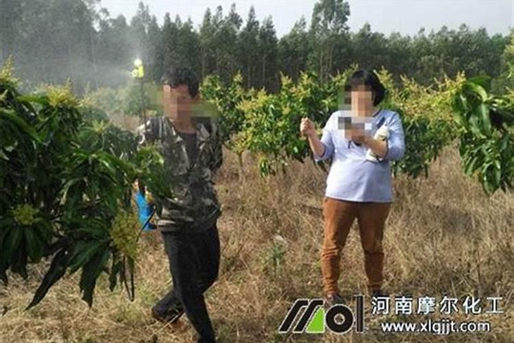 硼肥在什么时候喷施好