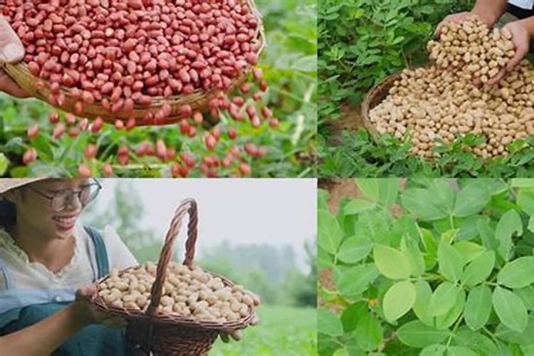 种大豆、花生等豆科植物,不需要多施氮肥,原因是( )A.土壤中氮肥较多B...