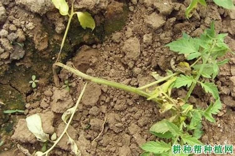 为什么佰福晴卖那么贵