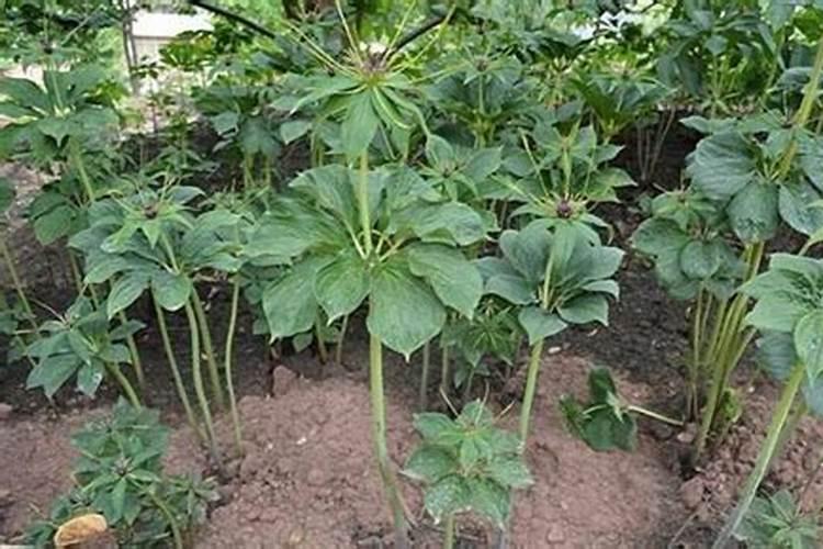 这是属于番茄枯萎病吗？