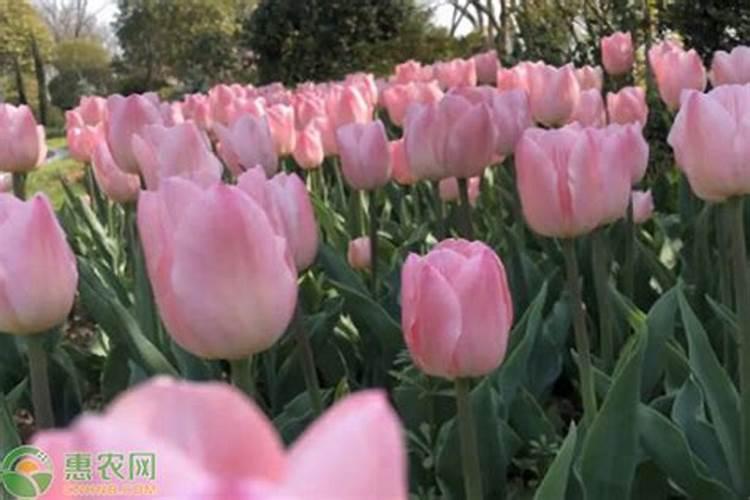 郁金香怎么施肥,郁金香施肥方法