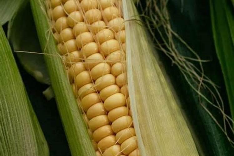 柏乐口腔是上市公司吗