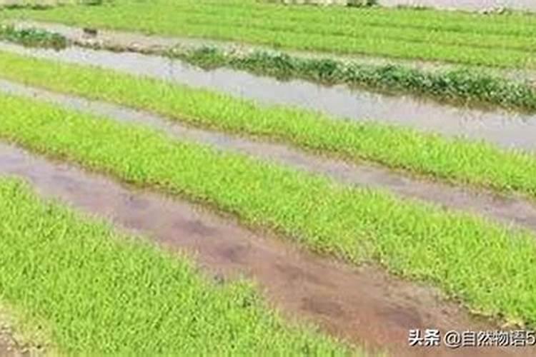 农用叶面肥木醋液有哪些