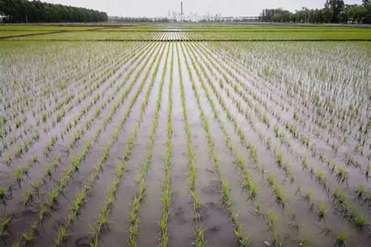 水稻稻苗遇到低温在苗床如何解决？