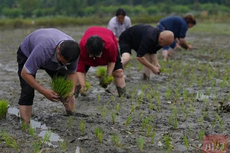 请问专家:中稻田在什么时间段施钾肥,标准亩施多少？