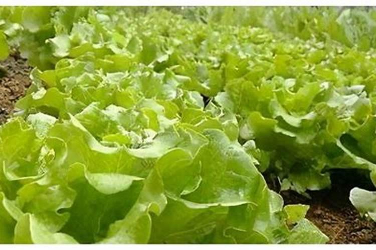 生菜苗发黄怎么回事