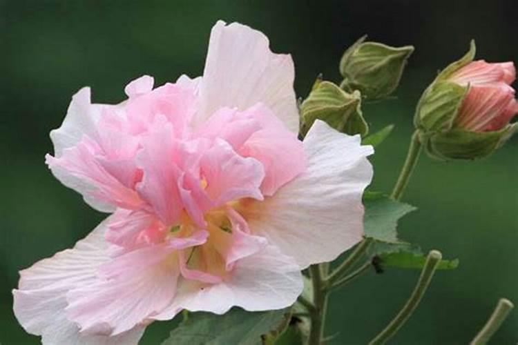 芙蓉花怎么施肥