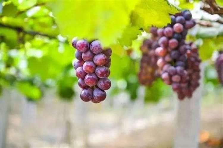 柑橘用什么肥料果实更甜 橘子增甜施什么肥好