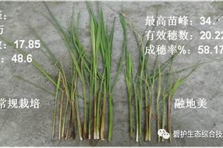 请问老师们融地美是干什么用的,那有卖的
