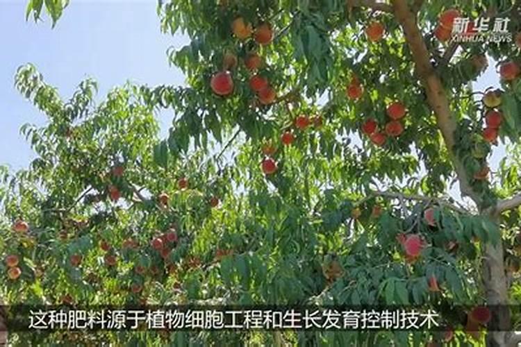 桃子摘完后立即修剪吗 如何管理树势更好